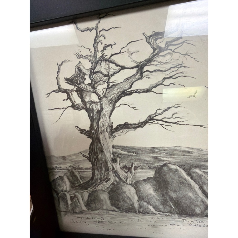 Mary A Lansdowne The Witch Tree Pebble Beach CA Framed Pencil‎ Sketch Drawing